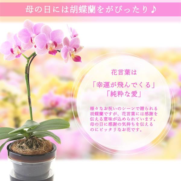 おいもや 母の日 胡蝶蘭 花とスイーツ プレゼント 2025 ギフト おいもや 母の日 胡蝶蘭 花とスイーツ プレゼント 2025 ギフト