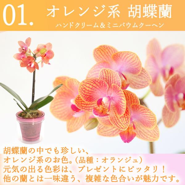 おいもや 母の日 胡蝶蘭 花とスイーツ プレゼント 2025 ギフト おいもや 母の日 胡蝶蘭 花とスイーツ プレゼント 2025 ギフト