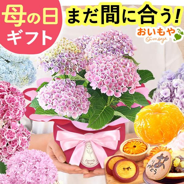 母の日 ギフト あじさい 花 2026 鉢植え アジサイ ゼリー 花とスイーツ プレゼント 紫陽花 スイーツ セット 和菓子 お菓子 50代 60代 70代 80代（Yahoo!・おいもや スイーツと花ギフト）