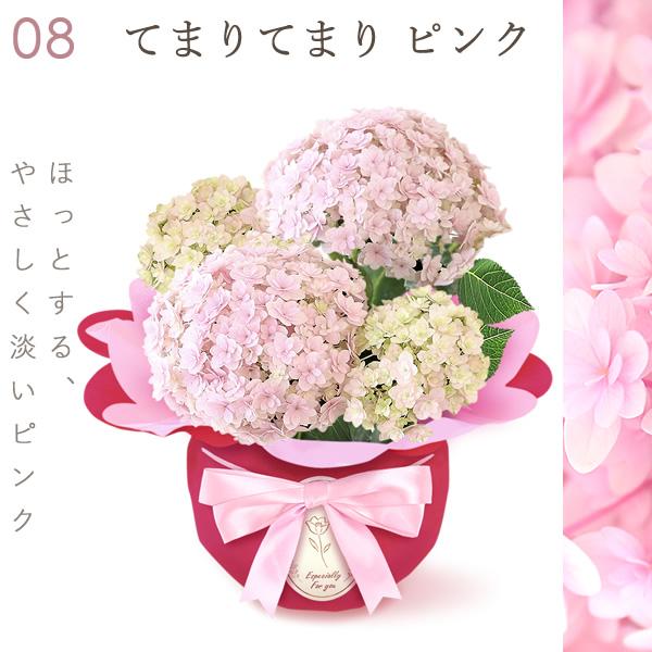 おいもや 母の日 ギフト あじさい 花 2026 鉢植え アジサイ ゼリー 花