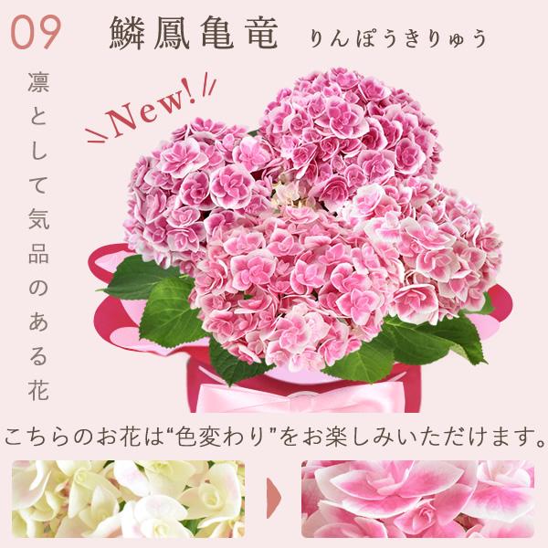 おいもや 母の日 ギフト あじさい 花 2026 鉢植え アジサイ ゼリー 花