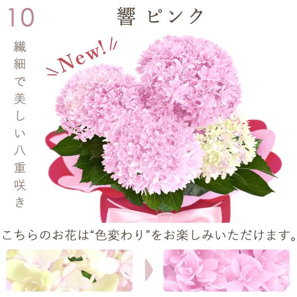 おいもや 母の日 ギフト あじさい 花 2026 鉢植え アジサイ ゼリー 花
