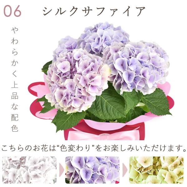 おいもや 母の日 ギフト あじさい 花 2026 鉢植え アジサイ ゼリー 花