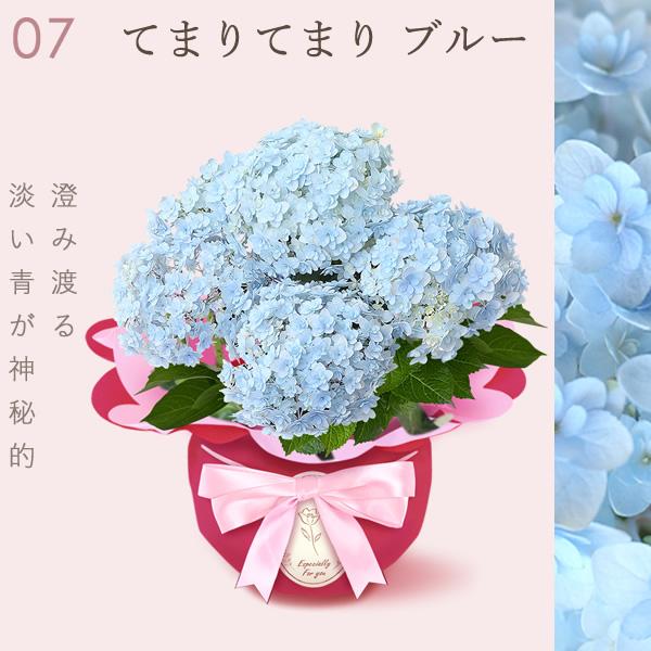 おいもや 母の日 ギフト あじさい 花 2026 鉢植え アジサイ ゼリー 花