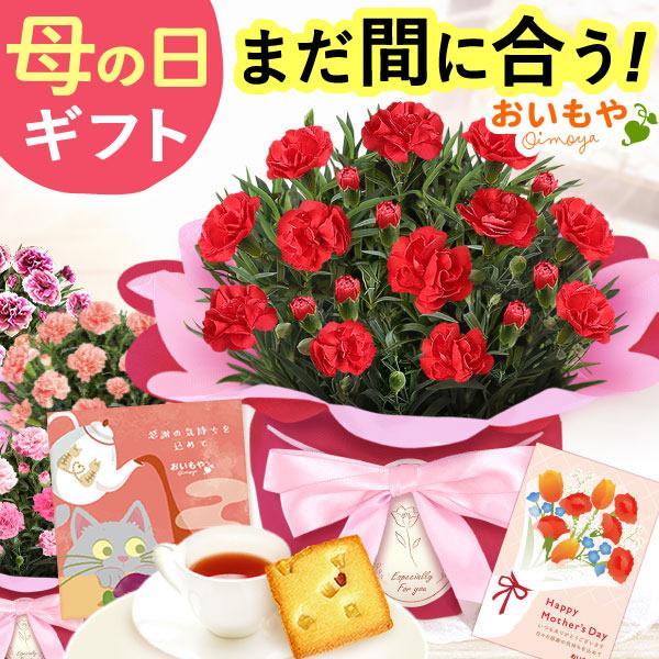 母の日 2026 ギフト プレゼント カーネーション 花とスイーツ スイーツ 花 4号 鉢植え 花鉢 お菓子 おしゃれ セット 50代 60代 70代 80代（Yahoo!・おいもや スイーツと花ギフト）