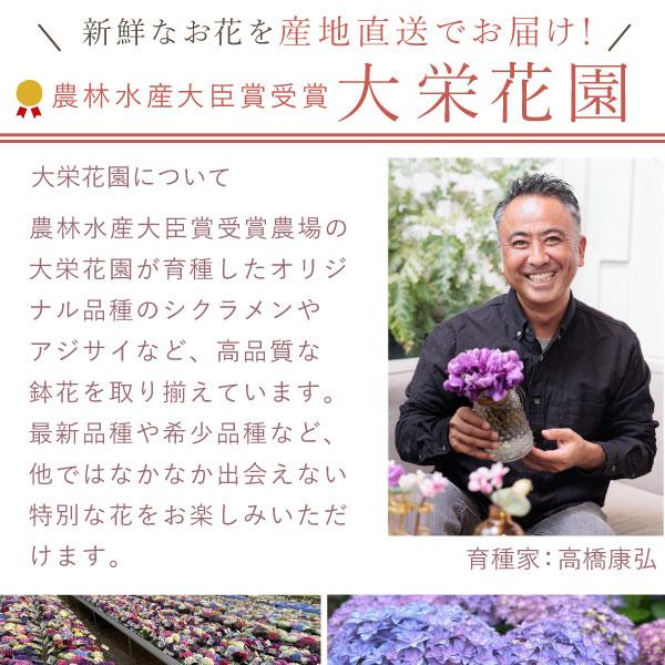 おいもや 母の日 ギフト あじさい 花 2026 鉢植え プレゼント 花と