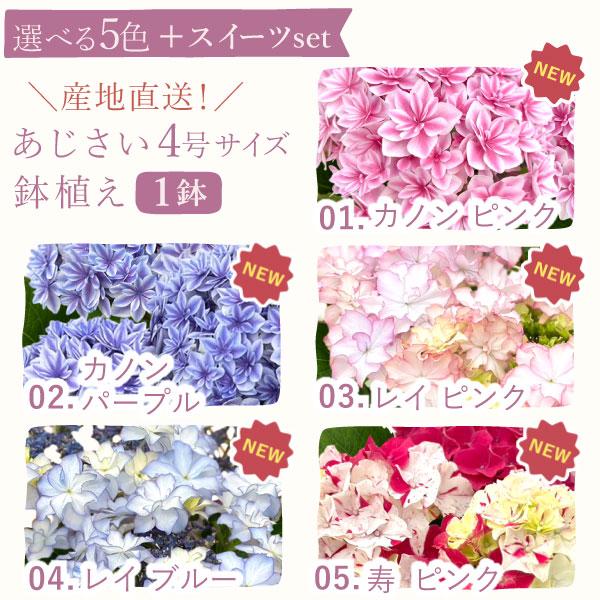 おいもや 母の日 ギフト あじさい 花 2026 鉢植え プレゼント 花と