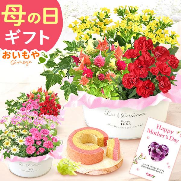 母の日 23 プレゼント ギフト 花 スイーツ ギフトランキング 鉢植え お菓子 寄せ植え メッセージ 5 花とスイーツ おいもや 通販 Yahoo ショッピング