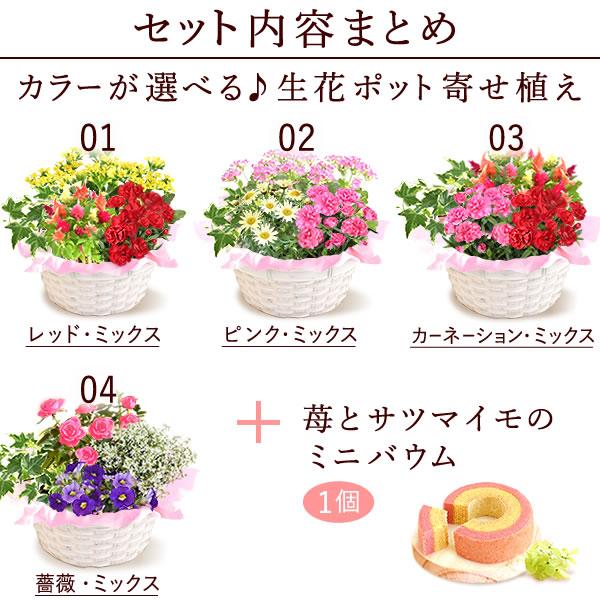 母の日 プレゼント 花 スイーツ 花とスイーツ 2024 ギフト 花鉢 ギフトランキング 鉢植え お菓子 寄せ植え メッセージ カーネーション 60代 70代 80代｜oimoya｜03