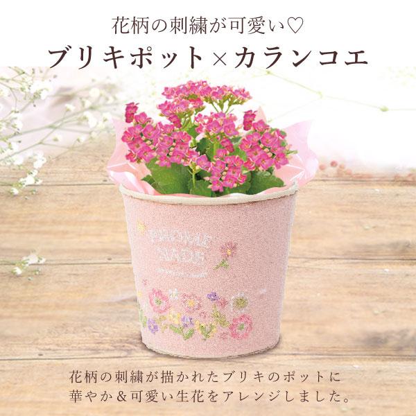 敬老の日 プレゼント ギフト 2026 花 スイーツ カランコエ 生花 お菓子 和菓子 刺繍 3号 花鉢 花とスイーツ おしゃれ セット 80代 70代 60代 祖母 | おいもや | 03