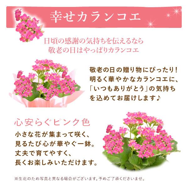 敬老の日 プレゼント ギフト 2026 花 スイーツ カランコエ 生花 お菓子 和菓子 刺繍 3号 花鉢 花とスイーツ おしゃれ セット 80代 70代 60代 祖母 | おいもや | 04