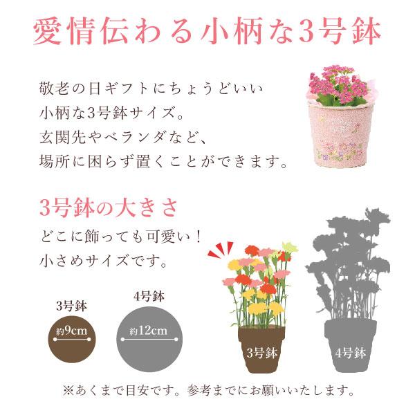 敬老の日 プレゼント ギフト 2026 花 スイーツ カランコエ 生花 お菓子 和菓子 刺繍 3号 花鉢 花とスイーツ おしゃれ セット 80代 70代 60代 祖母 | おいもや | 05