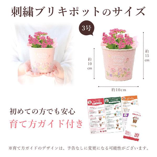 敬老の日 プレゼント ギフト 2026 花 スイーツ カランコエ 生花 お菓子 和菓子 刺繍 3号 花鉢 花とスイーツ おしゃれ セット 80代 70代 60代 祖母 | おいもや | 06