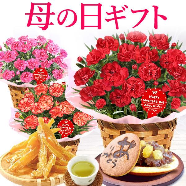 母の日 21 カーネーション 鉢植え ギフト 花 母の日 プレゼント 花とスイーツ ギフトランキング お菓子 メッセージ Carnation Cset 花とスイーツ おいもや 通販 Yahoo ショッピング