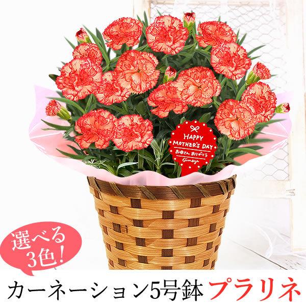 母の日 22 プレゼントギフト 花 カーネーション 鉢植え 鉢花 母の日ギフト 花とスイーツ ギフトランキング お菓子 60代 70代 80代 Carnation Dset 花とスイーツ おいもや 通販 Yahoo ショッピング