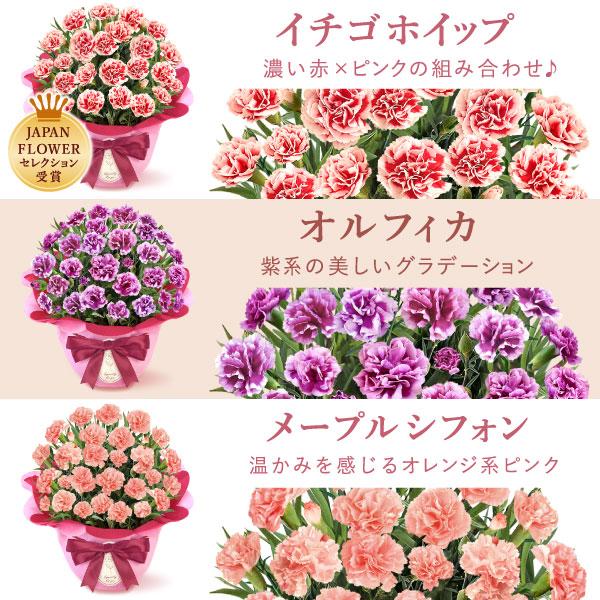 おいもや 母の日 ギフト 花 2026 カーネーション プレゼント 鉢植え