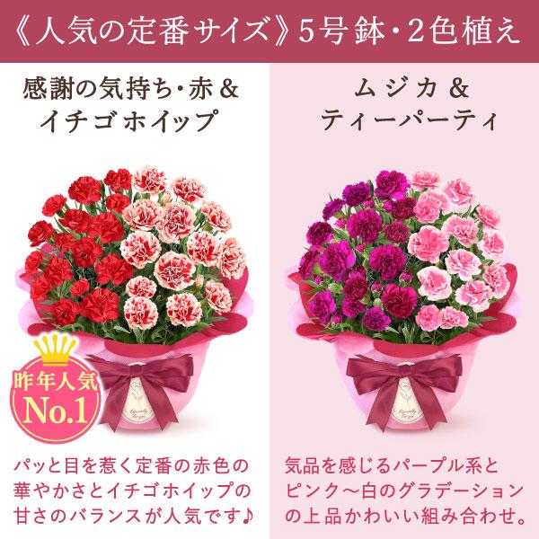 おいもや 母の日 ギフト 花 カーネーション 2026 プレゼント 鉢植え 5