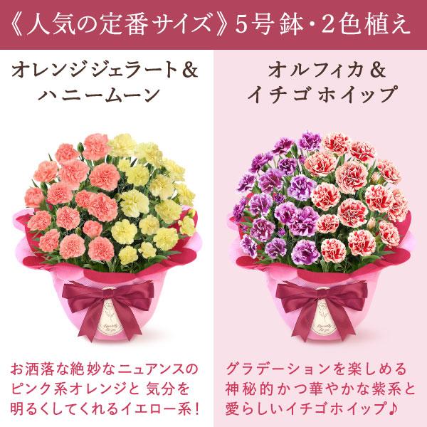 おいもや 母の日 ギフト 花 カーネーション 2026 プレゼント 鉢植え 5