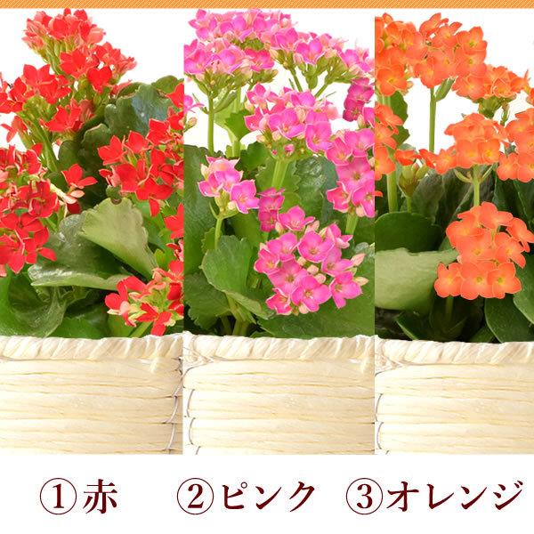 母の日 21 プレゼント ギフト ランキング 花 スイーツ 限定ギフト 花鉢 花とスイーツ ギフトランキング 鉢植え お菓子 Flower Aset3 花とスイーツ おいもや 通販 Yahoo ショッピング
