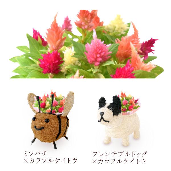 おいもや 母の日 ギフト 2026 花 カーネーション プレゼント 花と