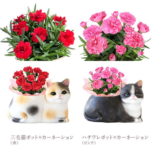 おいもや 母の日 ギフト 2026 花 カーネーション プレゼント 花と