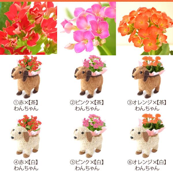 敬老の日 プレゼント 花 鉢植え 珍しい ギフト スイーツ お菓子 フラワーギフト スイーツセット ギフトランキング 60代 70代 80代 Flower Cset 花とスイーツ おいもや 通販 Yahoo ショッピング