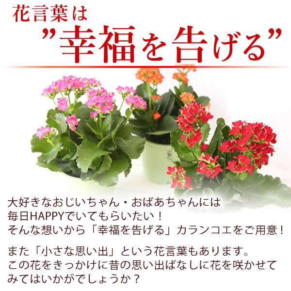 敬老の日 プレゼント 花 鉢植え 珍しい ギフト スイーツ お菓子 フラワーギフト スイーツセット ギフトランキング 60代 70代 80代 Flower Cset 花とスイーツ おいもや 通販 Yahoo ショッピング