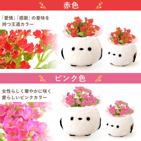 おいもや 敬老の日 花 プレゼント 80代 ギフト 鉢植え 2026 カランコエ