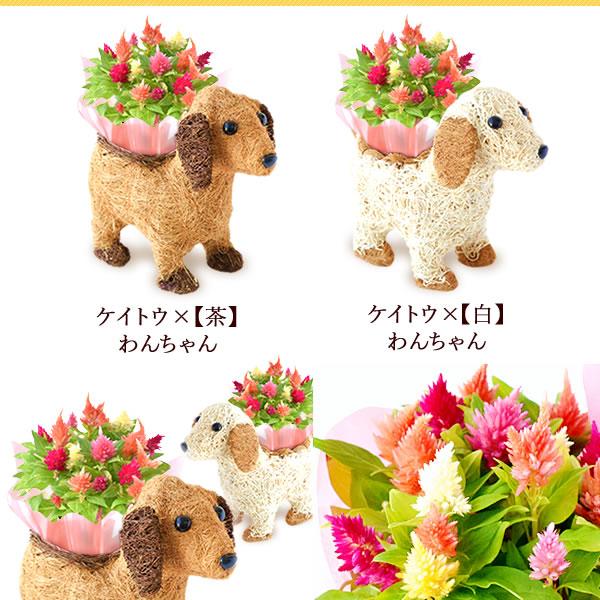 母の日 花とスイーツ プレゼント 花 スイーツ 2024 ギフト カーネーション 鉢植え 犬 アニマル お菓子 フラワーギフト 50代 60代 70代 80代 90代｜oimoya｜07