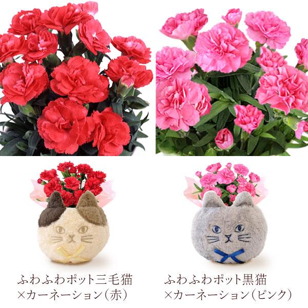 おいもや 母の日 ギフト 2026 花 カーネーション プレゼント 花と