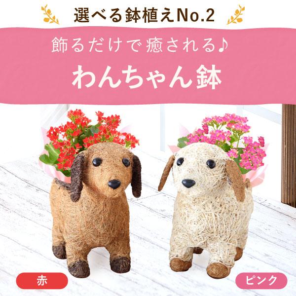 おいもや 敬老の日 花 プレゼント 80代 ギフト 鉢植え 2026 カランコエ