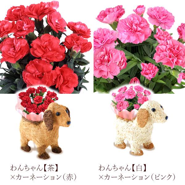 おいもや 母の日 ギフト 2026 花 カーネーション プレゼント 花と