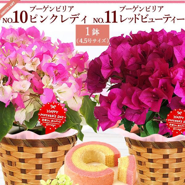 母の日 22 ギフト あじさい 花 スイーツ プレゼント カーネーション 以外 花とスイーツ ギフトランキング 紫陽花 アジサイ 鉢植え お菓子 60代 70代 80代 Flower Eset 花とスイーツ おいもや 通販 Yahoo ショッピング
