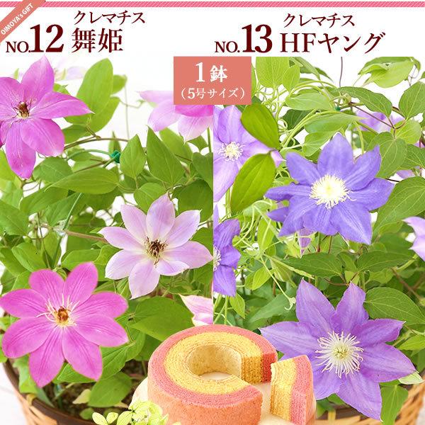 母の日 21 ギフト あじさい 花 スイーツ 母の日 プレゼント 花とスイーツ ギフトランキング 紫陽花 アジサイ 鉢植え お菓子 Flower Eset 花とスイーツ おいもや 通販 Yahoo ショッピング