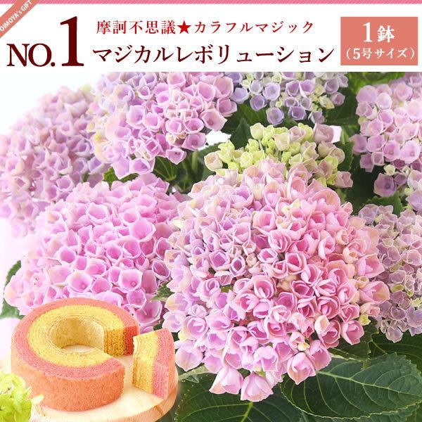 母の日 2023 ギフト あじさい 花 スイーツ プレゼント カーネーション 以外 花とスイーツ ギフトランキング 紫陽花 アジサイ 鉢植え お菓子 60代 70代 80代｜oimoya｜17