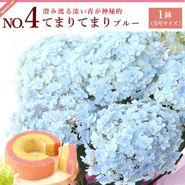 母の日 22 ギフト あじさい 花 スイーツ プレゼント カーネーション 以外 花とスイーツ ギフトランキング 紫陽花 アジサイ 鉢植え お菓子 60代 70代 80代 Flower Eset 花とスイーツ おいもや 通販 Yahoo ショッピング