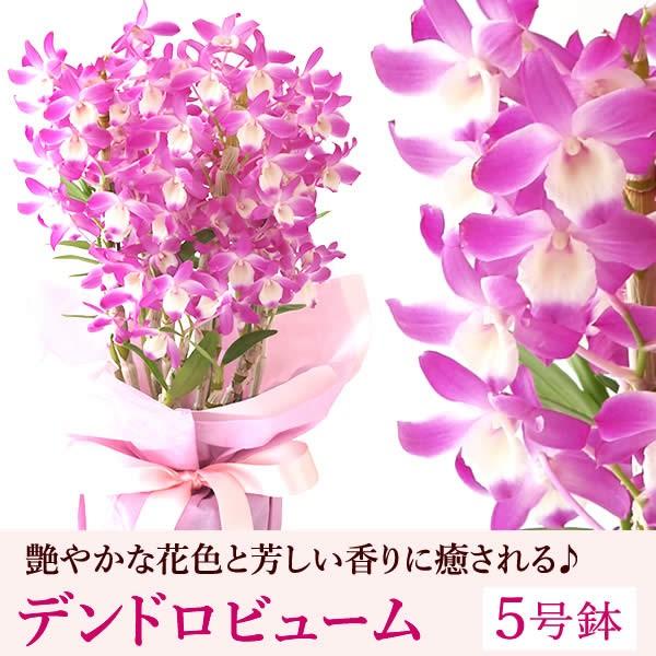 母の日ギフト 花 母の日 プレゼント 花とスイーツ 21 ギフトランキング 蘭 鉢植え お菓子 Flower Fset 花とスイーツ おいもや 通販 Yahoo ショッピング