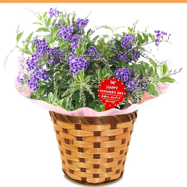 母の日 22 プレゼント ギフト 花 スイーツ 鉢植え 珍しい カーネーション 以外 花とスイーツ ギフトランキング お菓子 ユリ メッセージ 60代 70代 80代 Flower Gset1 花とスイーツ おいもや 通販 Yahoo ショッピング