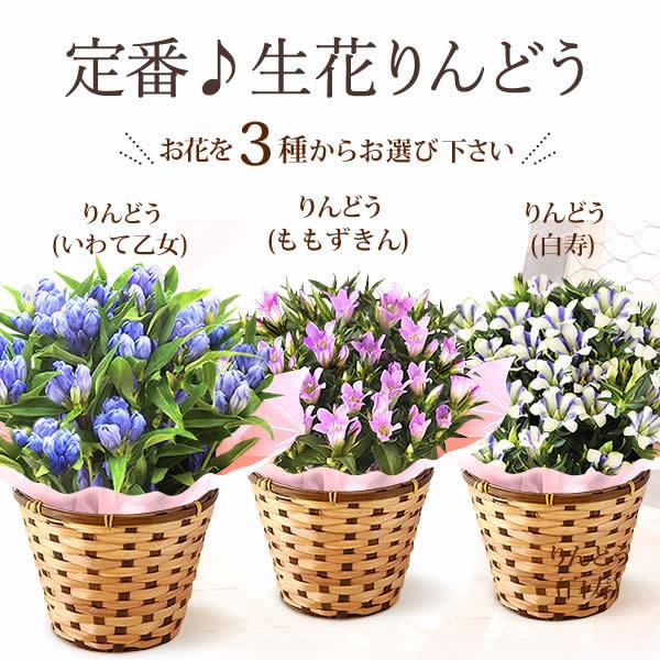 敬老の日 プレゼント ギフト 花 鉢植え 珍しい 花とスイーツ 桜 りんどう ベコニア お菓子 和菓子 60代 70代 80代 Flower Hset 花とスイーツ おいもや 通販 Yahoo ショッピング