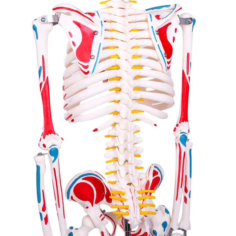 人体骨格模型 1/2人体モデル 筋肉起始/停止色表示型 85CM 人体骨格模型 1/2人体モデル 筋肉起始/停止色表示型 85CM