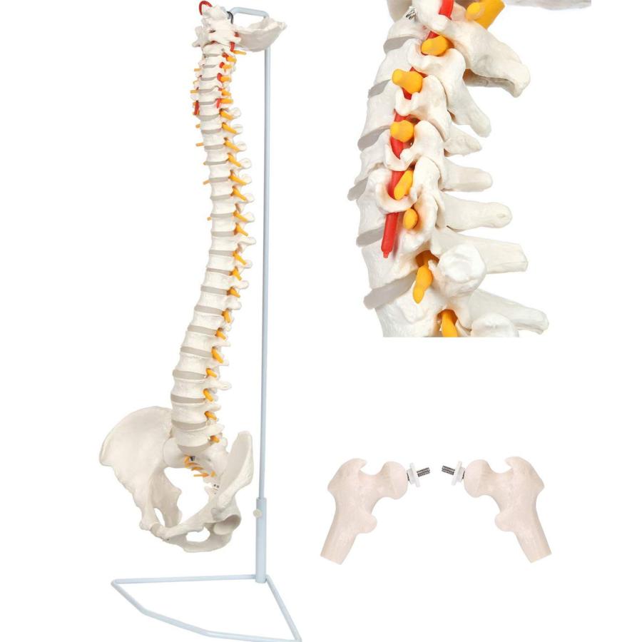 脊椎模型 85cm 脊椎骨盤模型 脊柱模型 可動式 脊髄骨盤模型 人体模型 