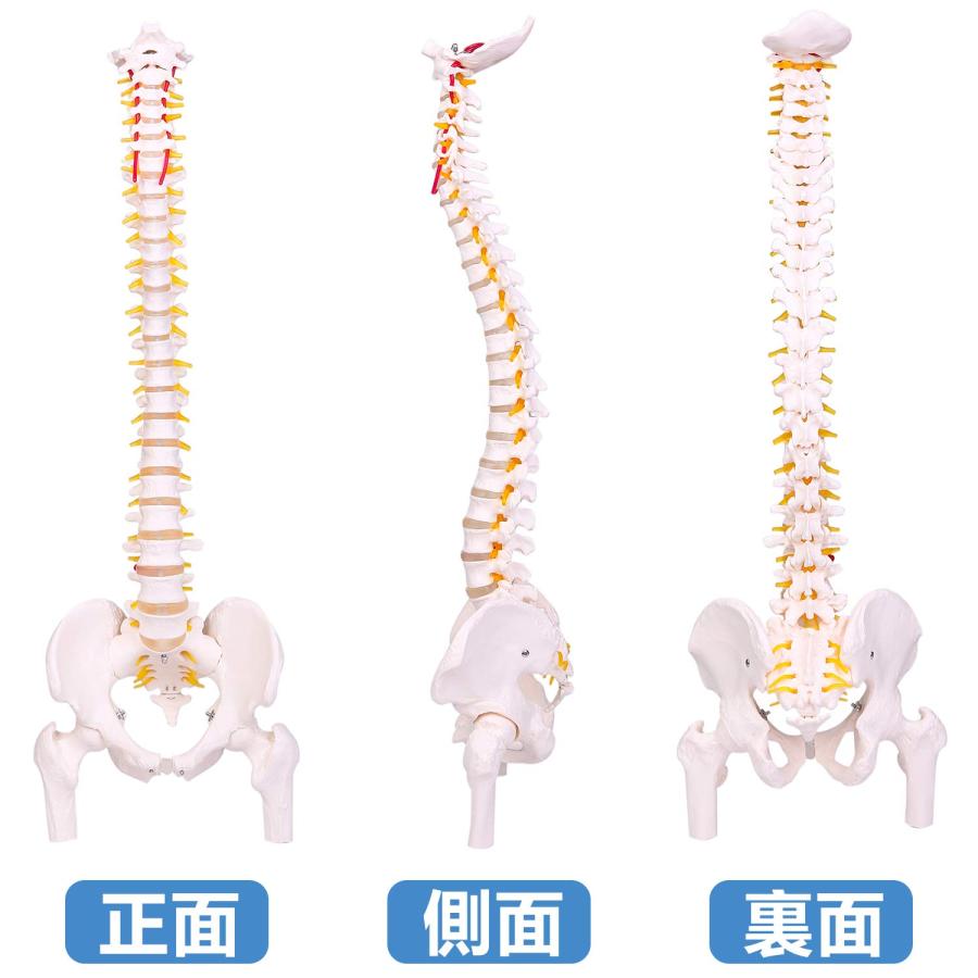 脊椎模型 85cm 脊椎骨盤模型 脊柱模型 可動式 脊髄骨盤模型 人体 脊椎模型 85cm 脊椎骨盤模型 脊柱模型 可動式 脊髄骨盤模型 人体