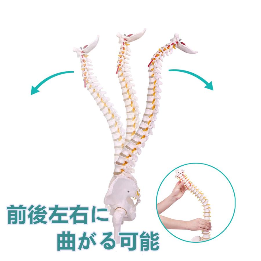 脊椎模型 85cm 脊椎骨盤模型 脊柱模型 可動式 脊髄骨盤模型 人体 脊椎模型 85cm 脊椎骨盤模型 脊柱模型 可動式 脊髄骨盤模型 人体
