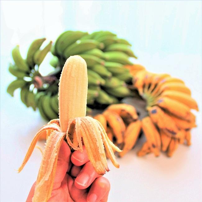 あまさんバナナ 1kg  奄美大島 島バナナ 国産バナナ 無農薬 ご自宅用｜oira-yshop｜02