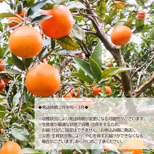 たんかん 5kg 奄美徳之島産タンカン ご家庭用 【2025年2月中旬 たんかん 5kg 奄美徳之島産タンカン ご家庭用 【2025年2月中旬