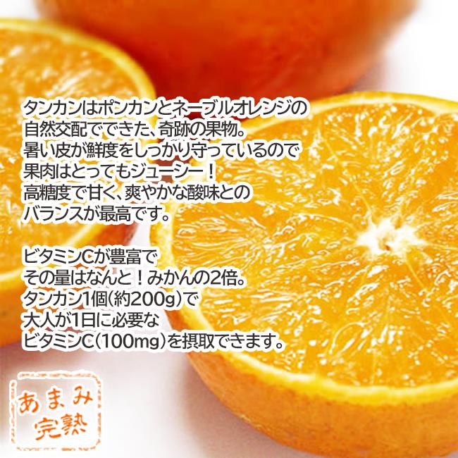 奄美大島タンカン 完熟たんかん みかん 秀品10kg【2025年2月中旬 奄美大島タンカン 完熟たんかん みかん 秀品10kg【2025年2月中旬