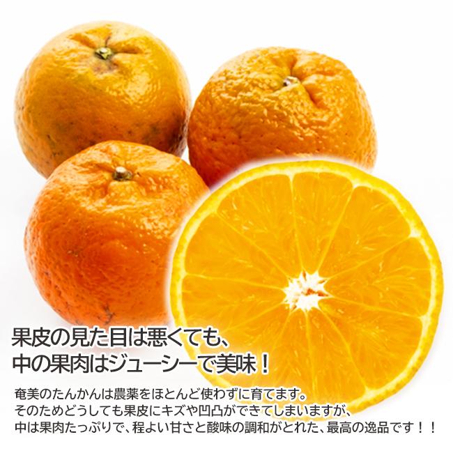 奄美大島タンカン 完熟たんかん みかん 秀品10kg【2025年2月中旬 奄美大島タンカン 完熟たんかん みかん 秀品10kg【2025年2月中旬