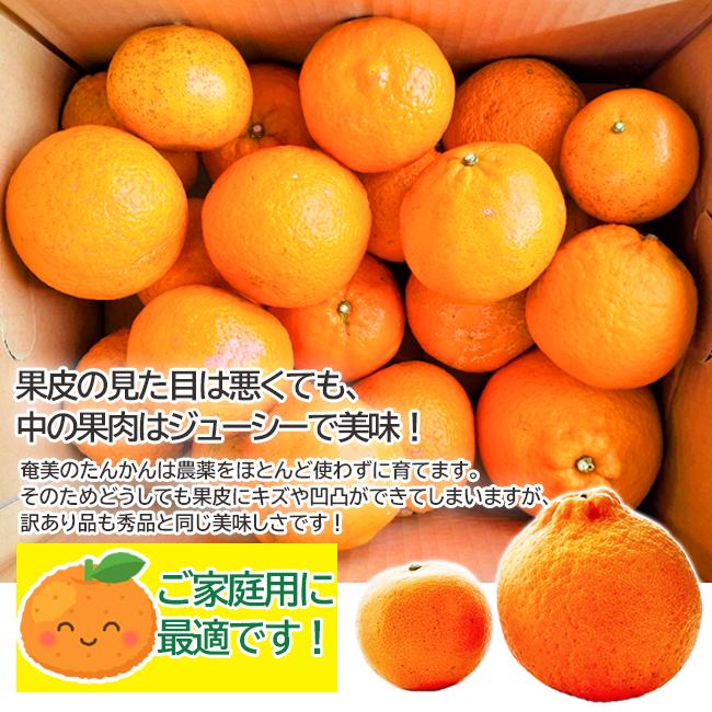 訳あり 奄美大島タンカン 完熟たんかん 5kg【2025年2月中旬〜3月 訳あり 奄美大島タンカン 完熟たんかん 5kg【2025年2月中旬〜3月