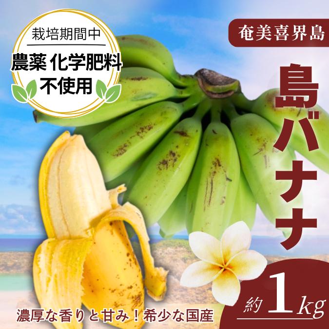 沖縄県産 ミニ島バナナ(小笠原種)Ｂ品 約10kg【常温便】1 喜界島産 島バナナ 小笠原種 無農薬 自然栽培 希少フルーツ 南国の濃厚