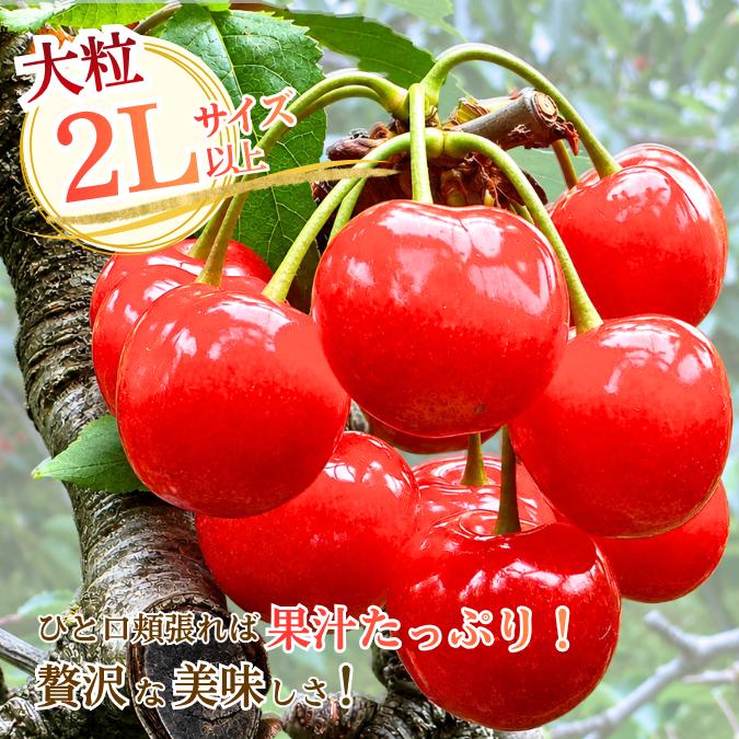 紅王 紅秀峰 さくらんぼ 合計1kg 猫 紅王 紅秀峰 さくらんぼ 合計1kg